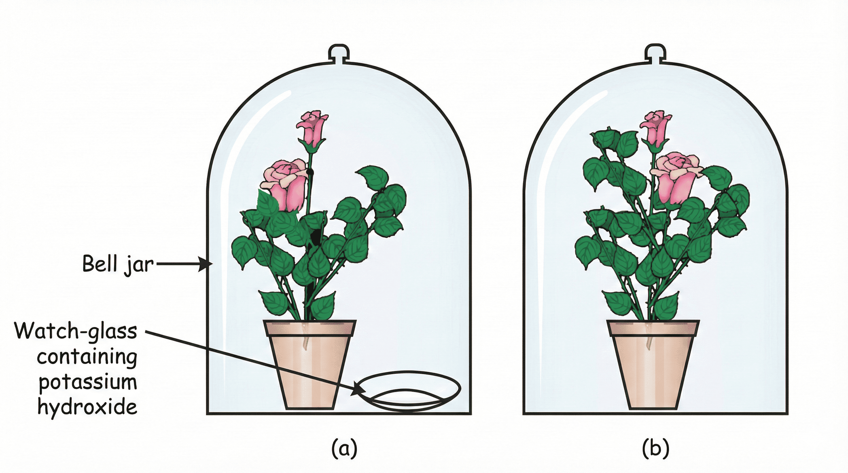 Figure 1.E2: CO₂ is necessary for Photosynthesis